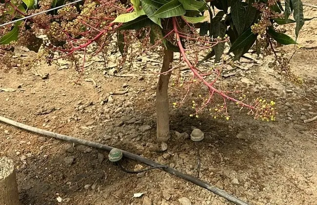 Deep Drop