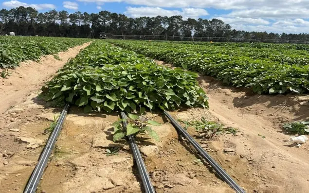 Plantas de boniato para Europa: el caso de NativaLand