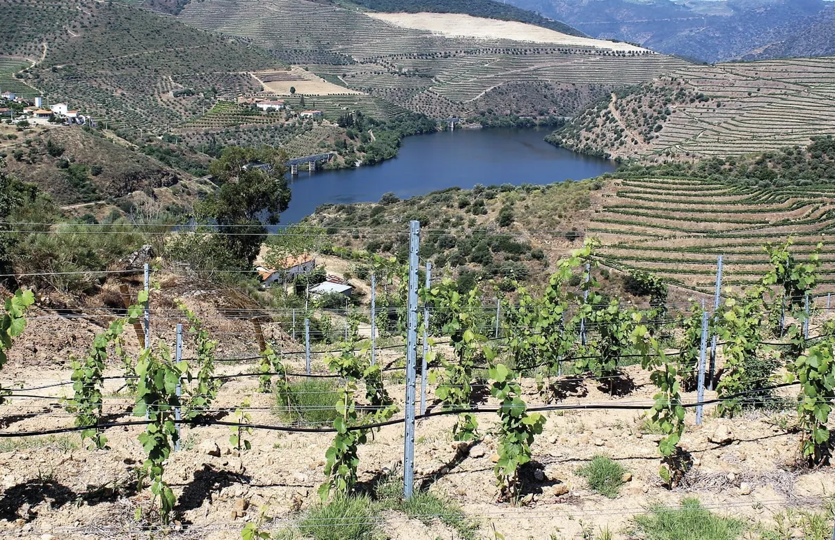 Rega da vinha no Douro: da bombagem ao gotejador