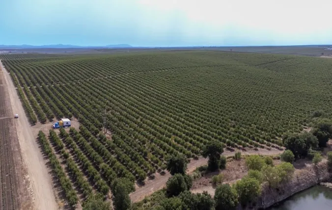 Converting olive groves in Serpa: the SAGRI story