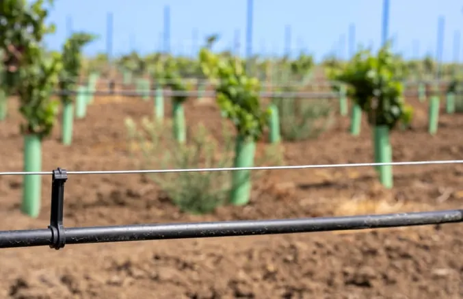 Converting olive groves in Serpa: the SAGRI story — photo 2