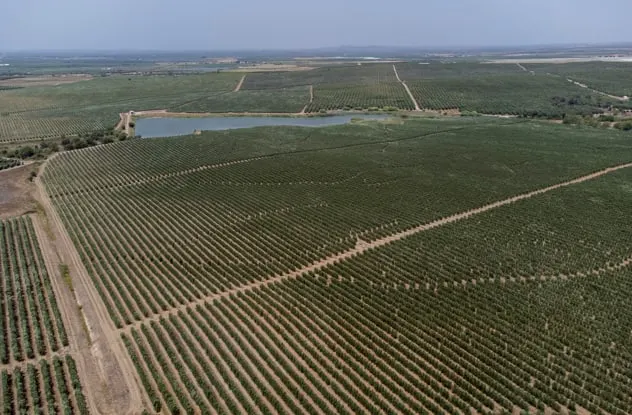 Olivar en seto en el Alentejo: el caso de Singaolive