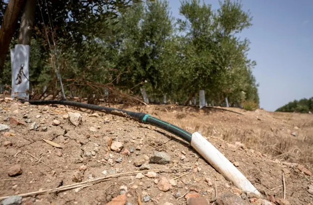 Olivar en seto en el Alentejo: el caso de Singaolive — foto 2